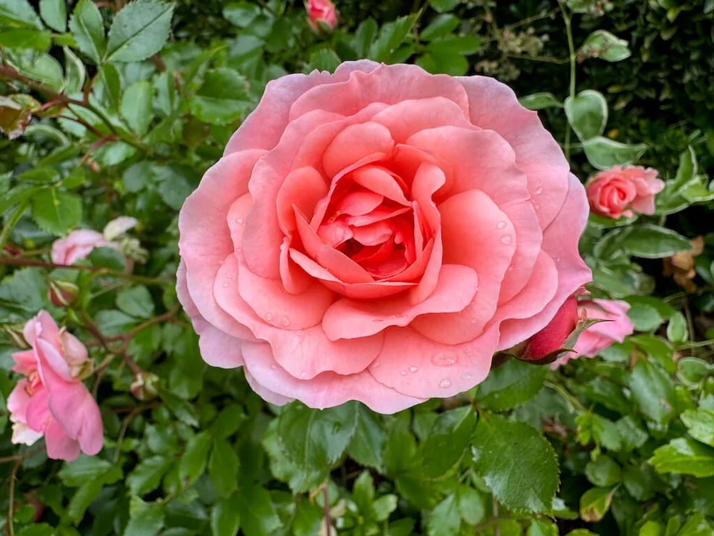 Rosa 'Meimirrot' (Apricot Drift Rose) — Northwest Blooms